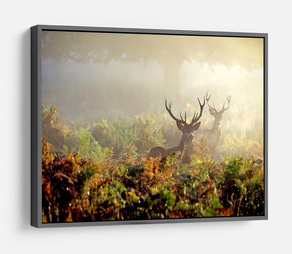 Large red deer stag in mist HD Metal Print - Canvas Art Rocks - 9