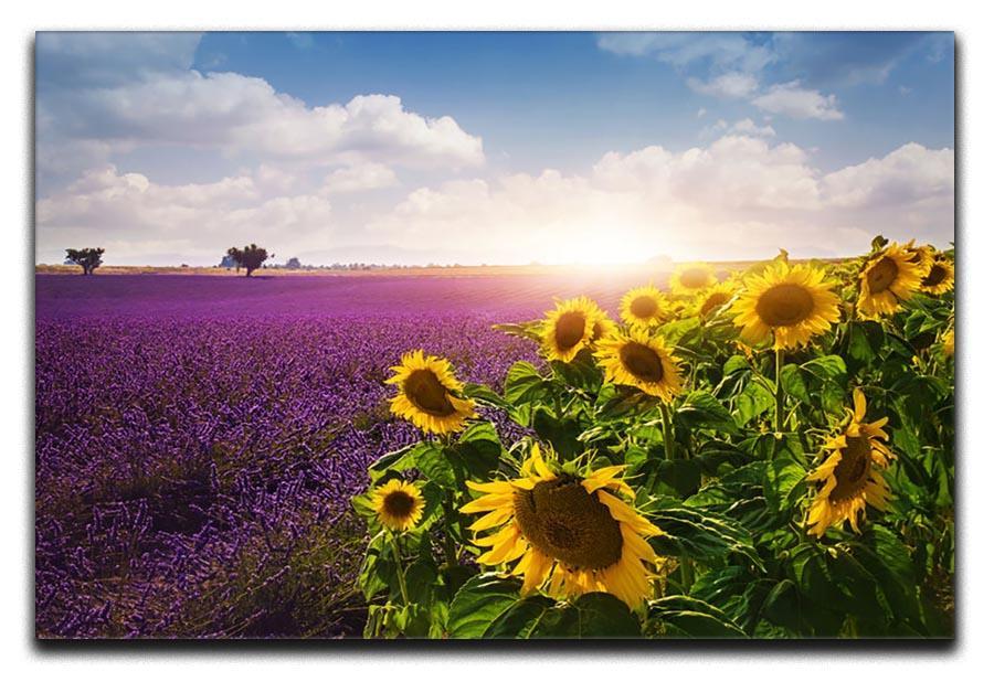 Lavender and sunflowers fields Canvas Print or Poster  - Canvas Art Rocks - 1