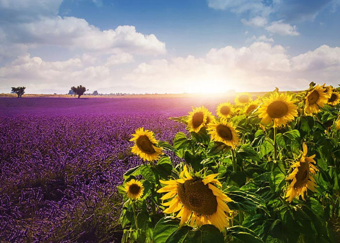 Lavender and sunflowers fields Wall Mural Wallpaper