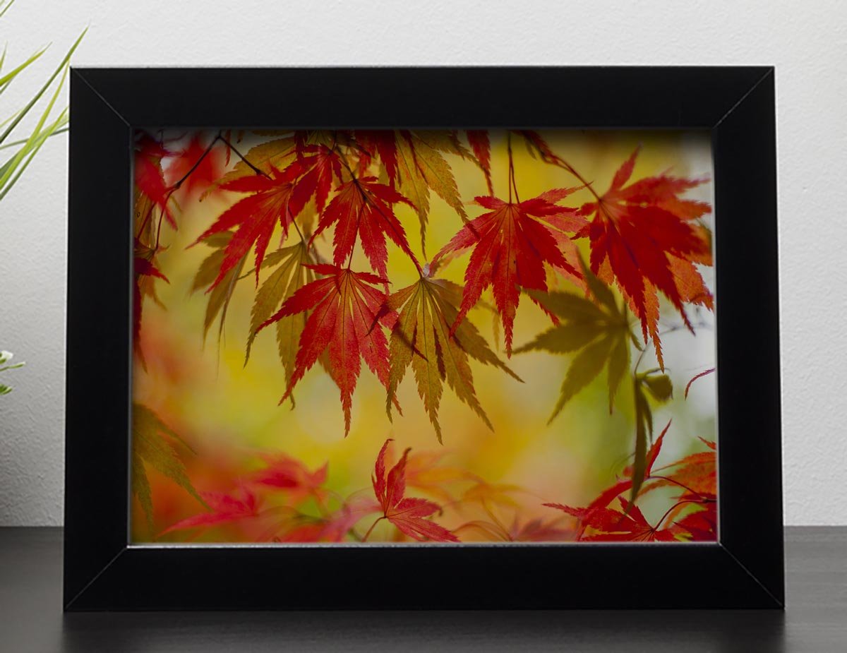 Leaf Patterns Framed Print - Canvas Art Rocks - 2
