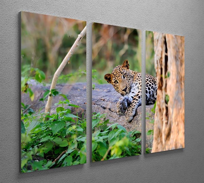 Leopard in the wild 3 Split Panel Canvas Print - Canvas Art Rocks - 2