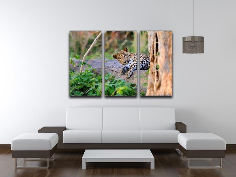 Leopard in the wild 3 Split Panel Canvas Print - Canvas Art Rocks - 3