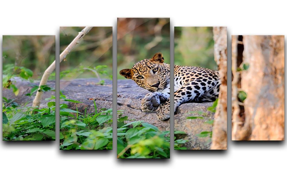 Leopard in the wild 5 Split Panel Canvas - Canvas Art Rocks - 1