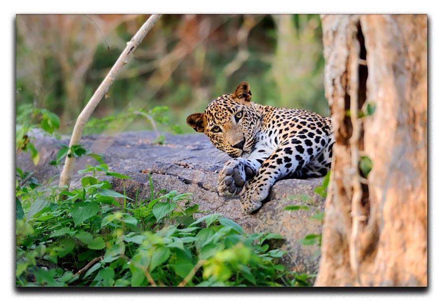 Leopard in the wild Canvas Print or Poster - Canvas Art Rocks - 1