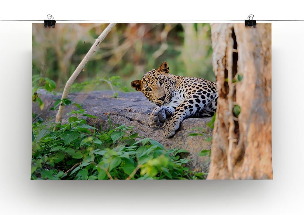 Leopard in the wild Canvas Print or Poster - Canvas Art Rocks - 2