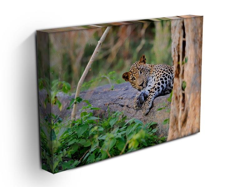 Leopard in the wild Canvas Print or Poster - Canvas Art Rocks - 3