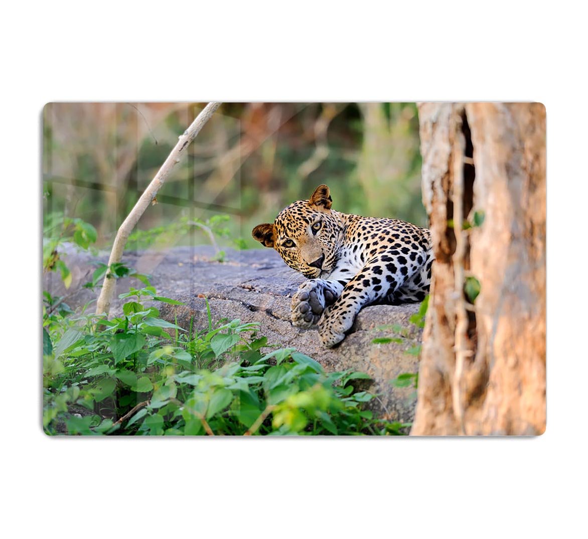 Leopard in the wild HD Metal Print - Canvas Art Rocks - 1