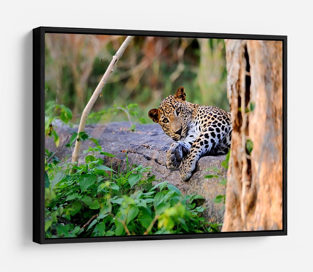 Leopard in the wild HD Metal Print - Canvas Art Rocks - 6