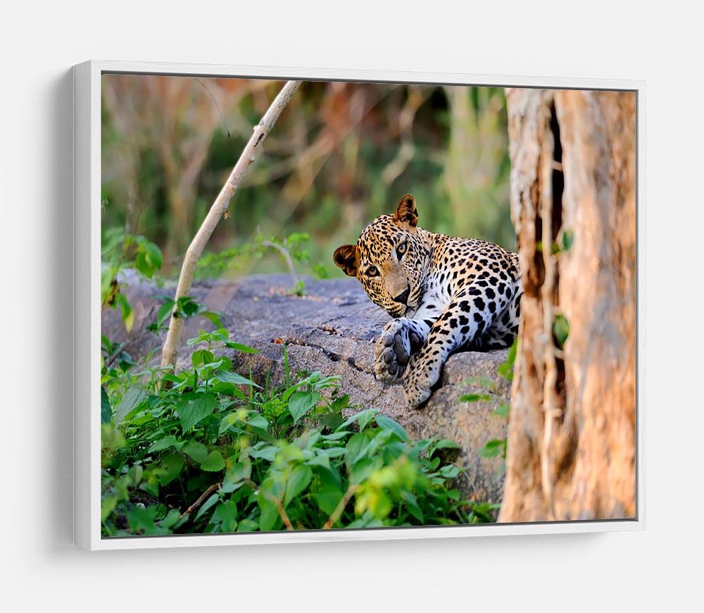 Leopard in the wild HD Metal Print - Canvas Art Rocks - 7