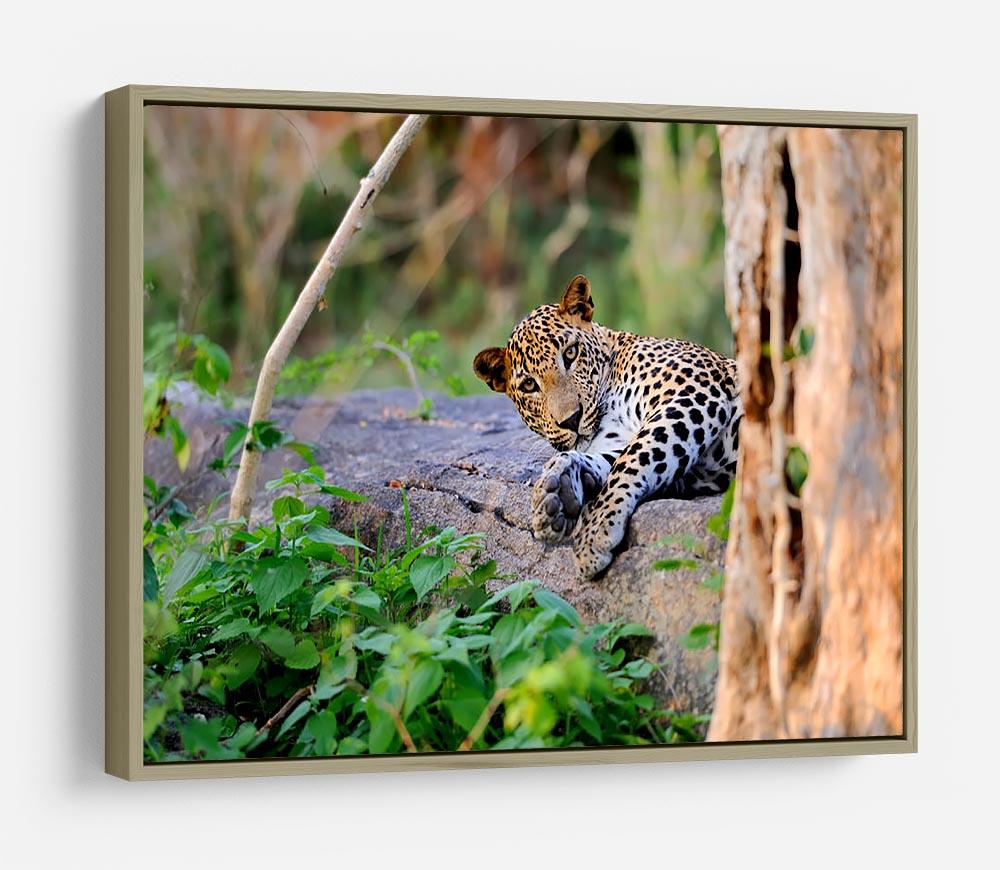 Leopard in the wild HD Metal Print - Canvas Art Rocks - 8