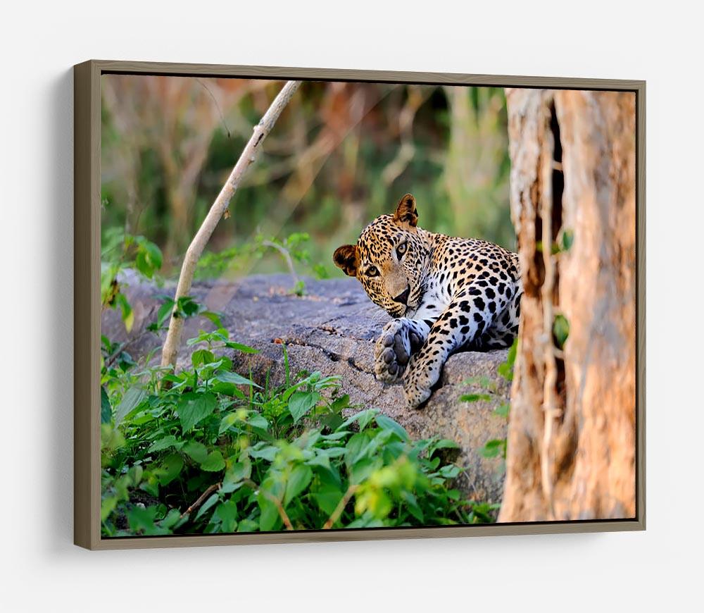 Leopard in the wild HD Metal Print - Canvas Art Rocks - 10