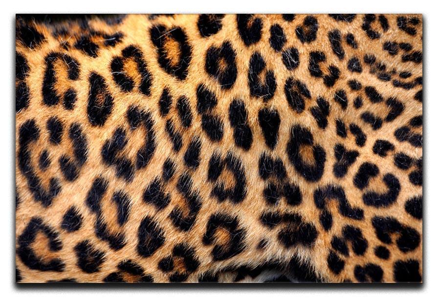 Leopard skin texture Canvas Print or Poster  - Canvas Art Rocks - 1