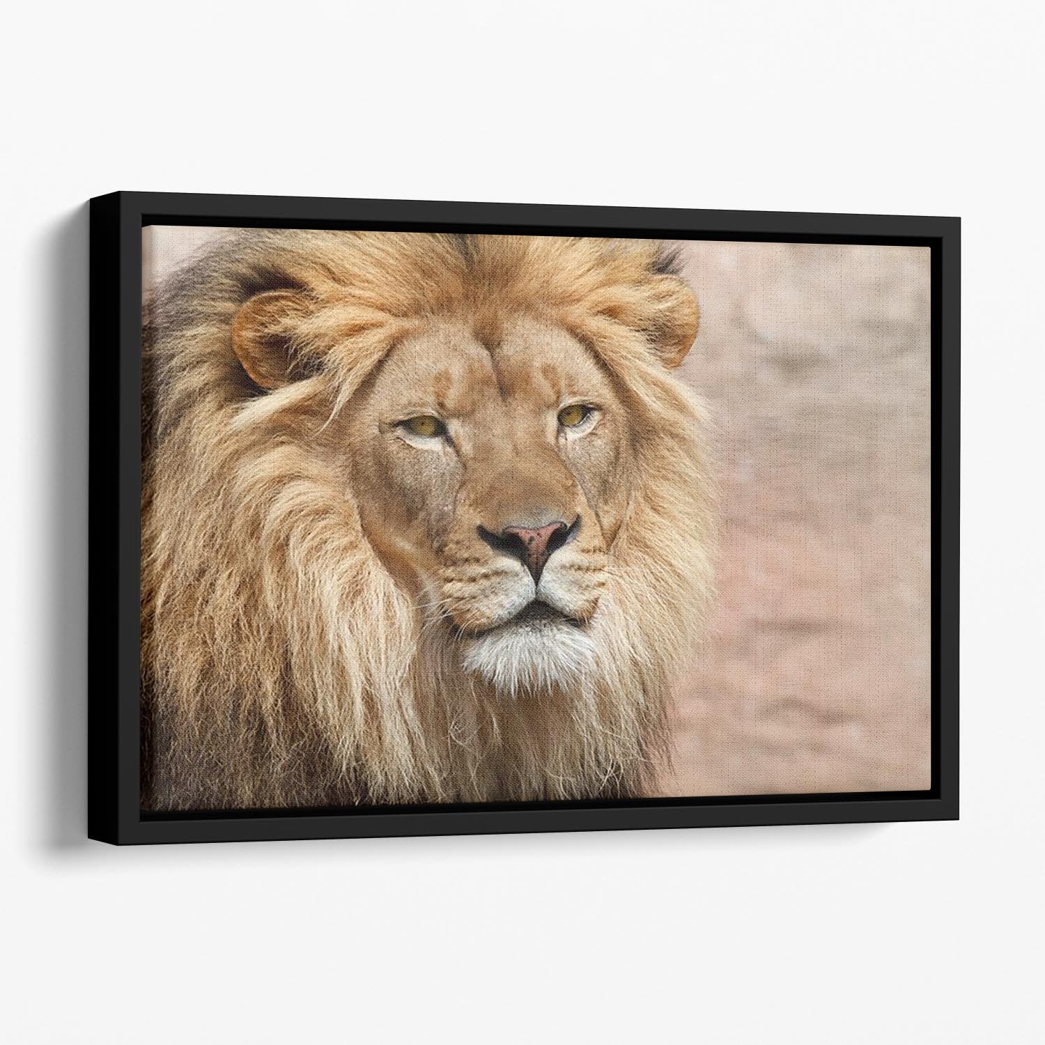 Lion Floating Framed Canvas - Canvas Art Rocks - 1