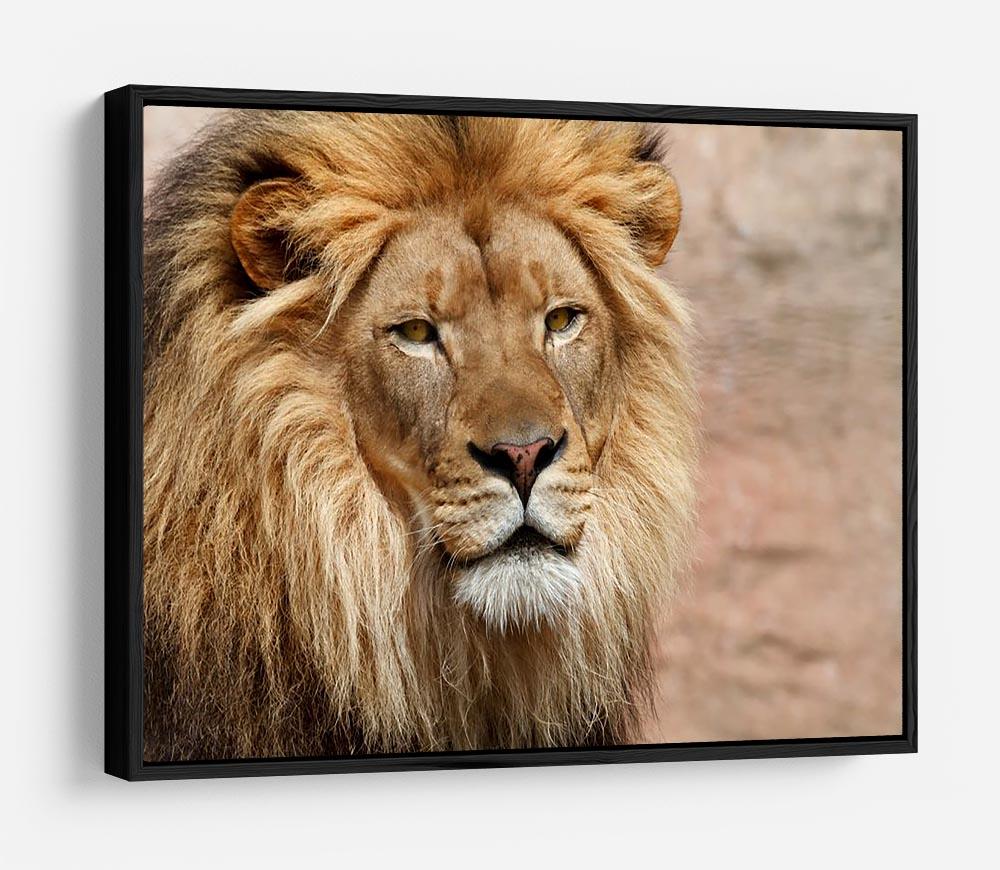 Lion HD Metal Print - Canvas Art Rocks - 6
