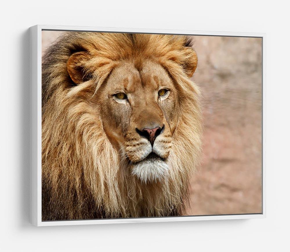 Lion HD Metal Print - Canvas Art Rocks - 7
