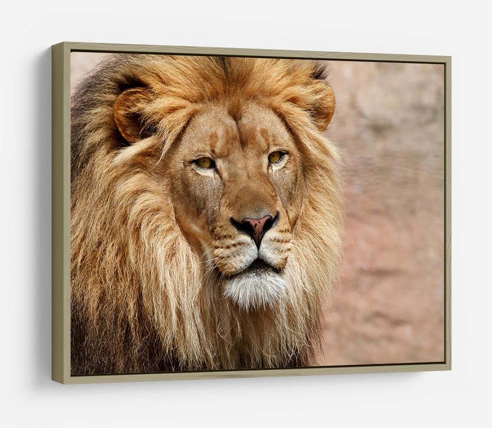 Lion HD Metal Print - Canvas Art Rocks - 8