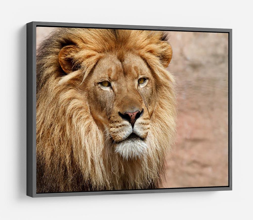 Lion HD Metal Print - Canvas Art Rocks - 9