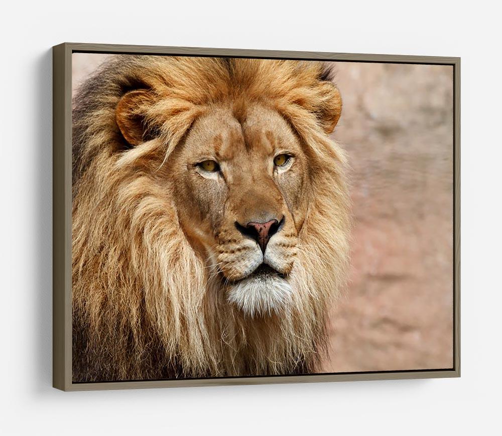 Lion HD Metal Print - Canvas Art Rocks - 10