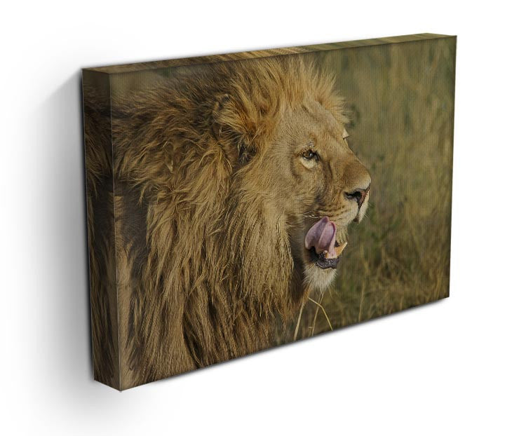 Lion Head Print - Canvas Art Rocks - 3