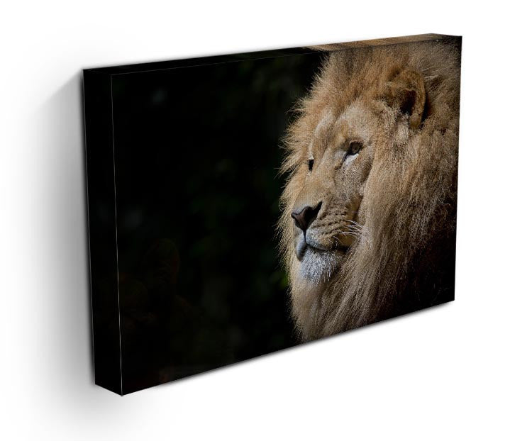 Lion Up Close Print - Canvas Art Rocks - 3