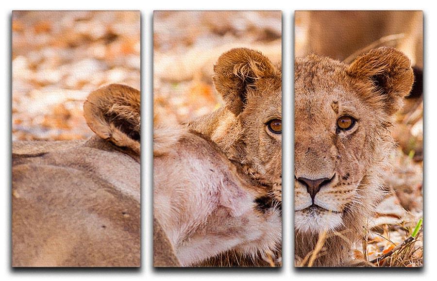 Lion cub and mother 3 Split Panel Canvas Print - Canvas Art Rocks - 1