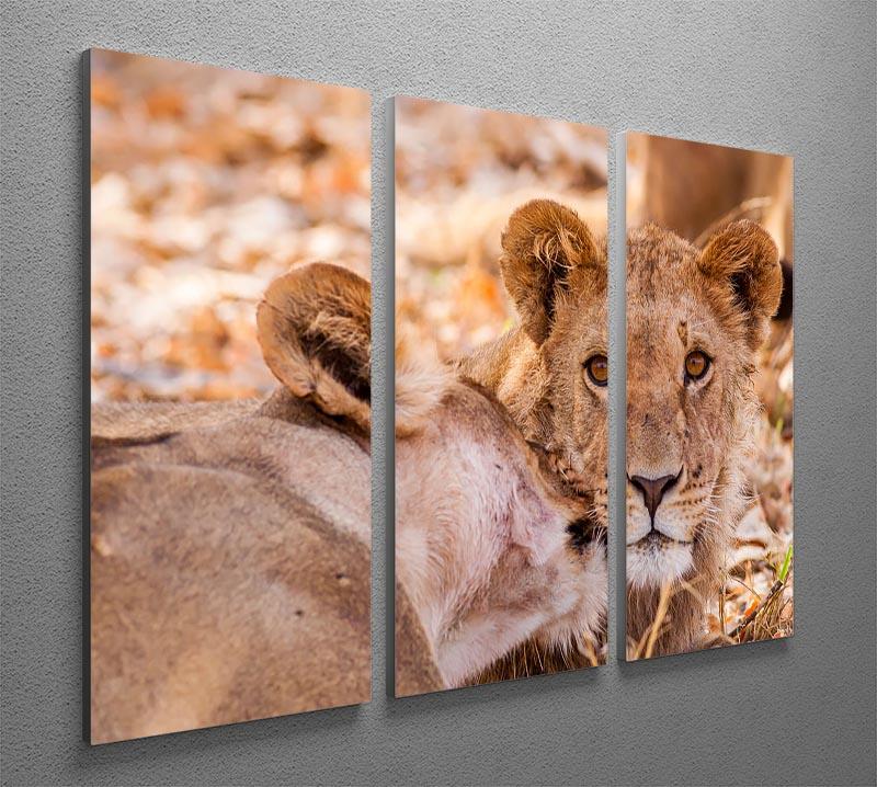 Lion cub and mother 3 Split Panel Canvas Print - Canvas Art Rocks - 2