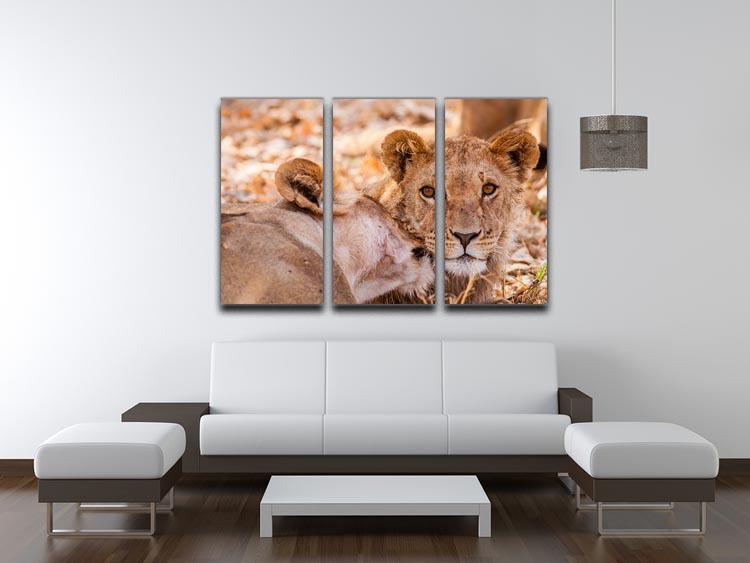 Lion cub and mother 3 Split Panel Canvas Print - Canvas Art Rocks - 3