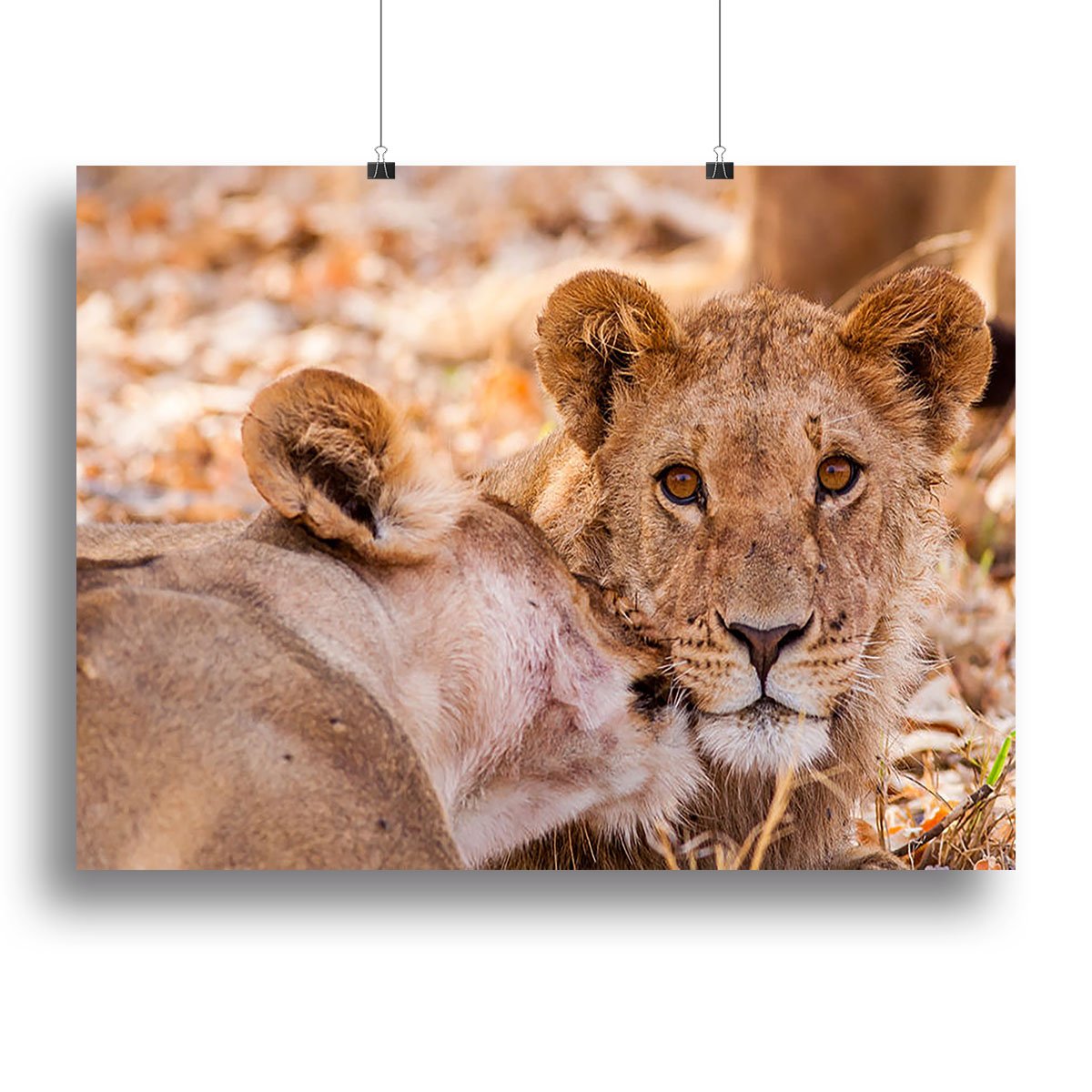Lion cub and mother Canvas Print or Poster