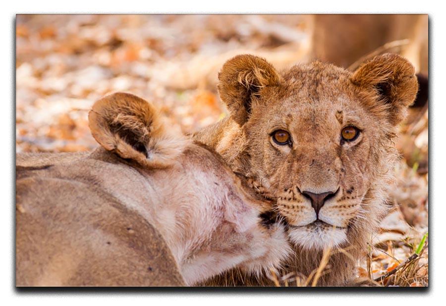 Lion cub and mother Canvas Print or Poster - Canvas Art Rocks - 1