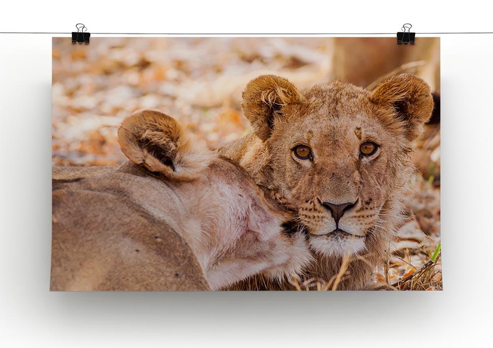 Lion cub and mother Canvas Print or Poster - Canvas Art Rocks - 2
