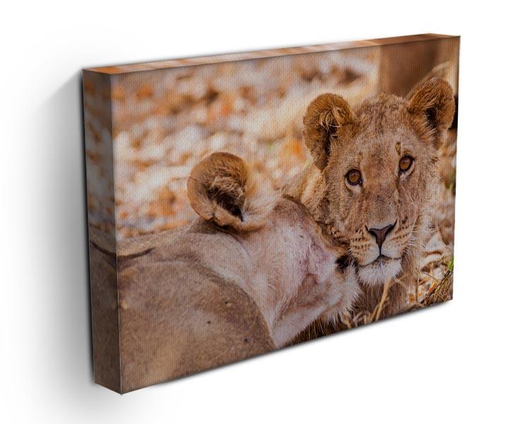 Lion cub and mother Canvas Print or Poster - Canvas Art Rocks - 3