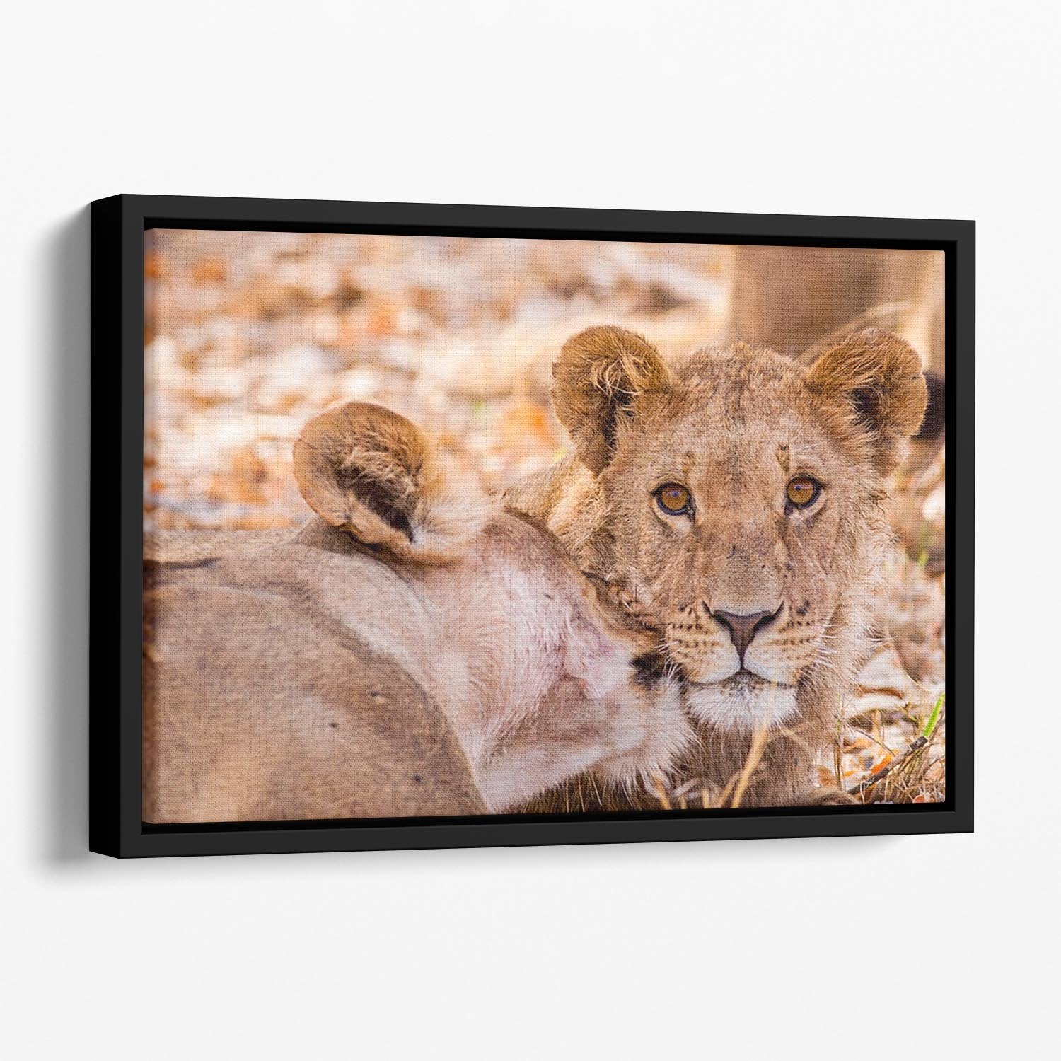 Lion cub and mother Floating Framed Canvas - Canvas Art Rocks - 1