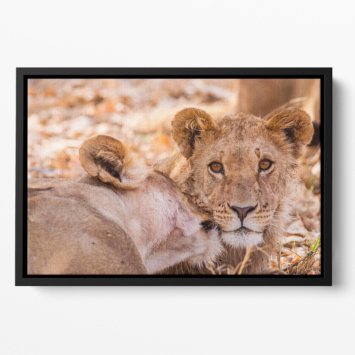 Lion cub and mother Floating Framed Canvas - Canvas Art Rocks - 2