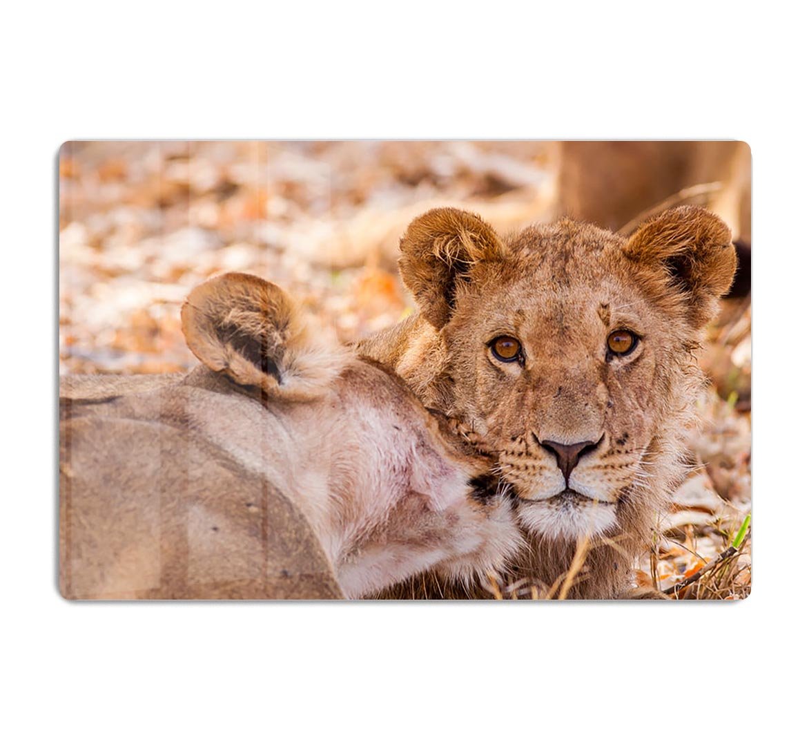 Lion cub and mother HD Metal Print - Canvas Art Rocks - 1