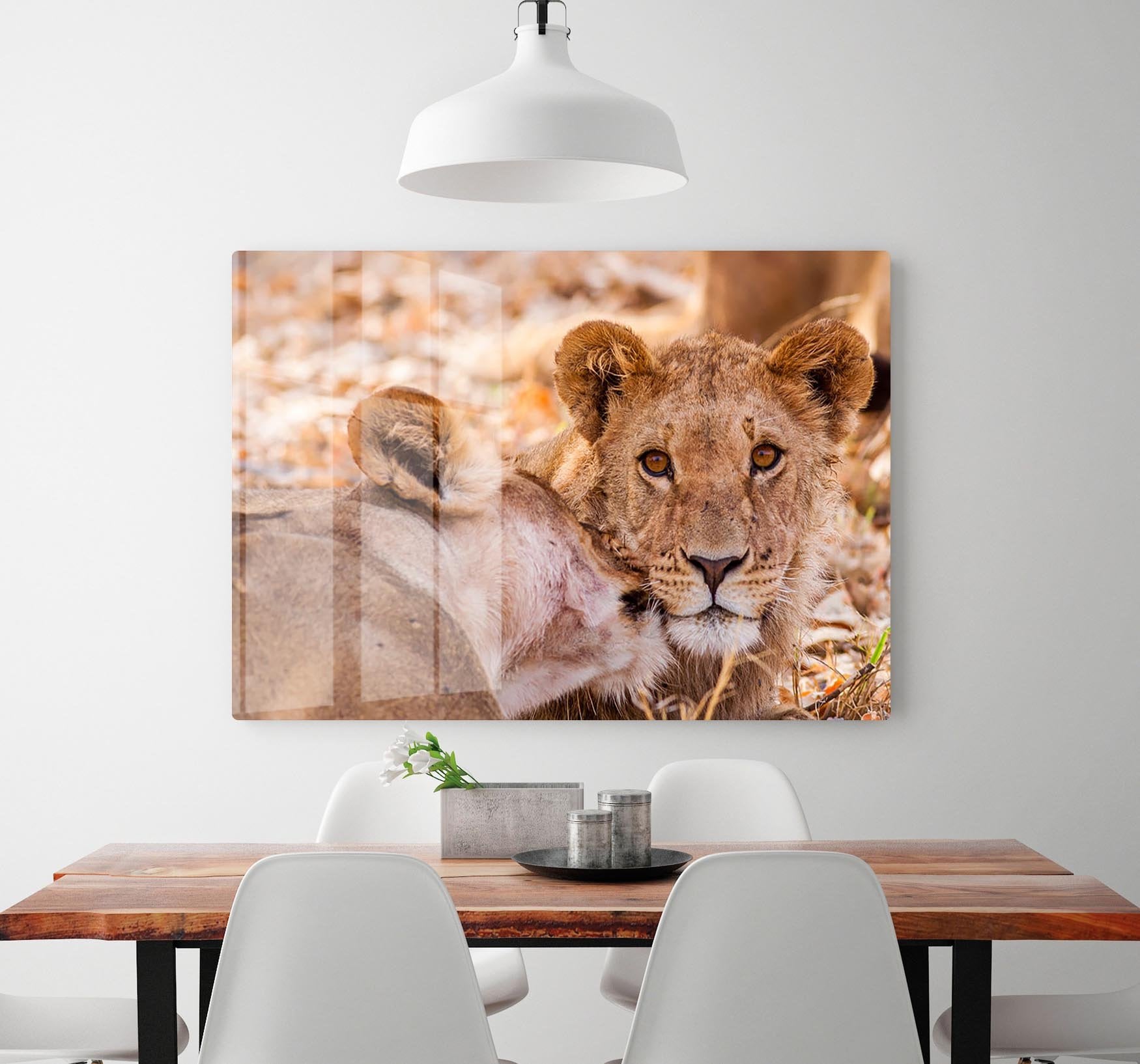 Lion cub and mother HD Metal Print - Canvas Art Rocks - 2