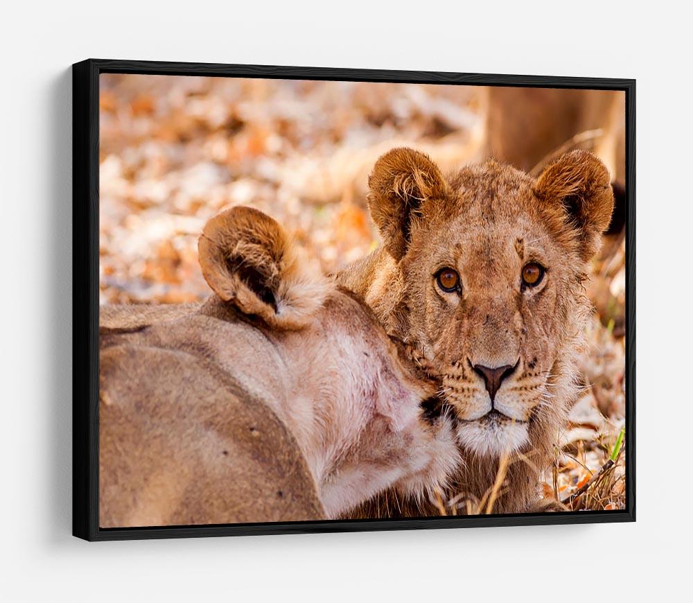 Lion cub and mother HD Metal Print - Canvas Art Rocks - 6
