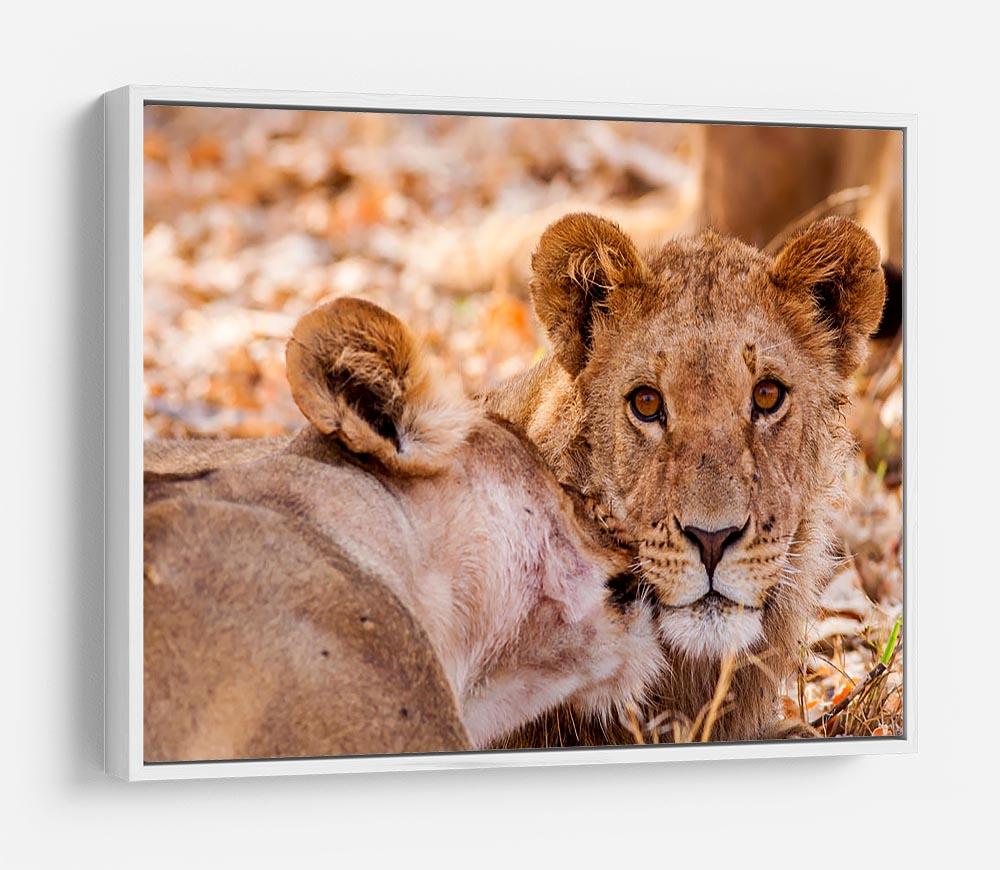 Lion cub and mother HD Metal Print - Canvas Art Rocks - 7