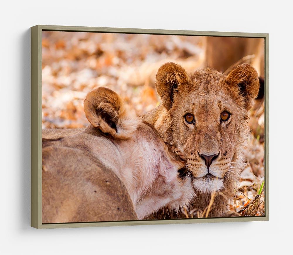 Lion cub and mother HD Metal Print - Canvas Art Rocks - 8