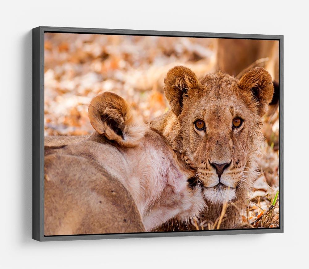 Lion cub and mother HD Metal Print - Canvas Art Rocks - 9