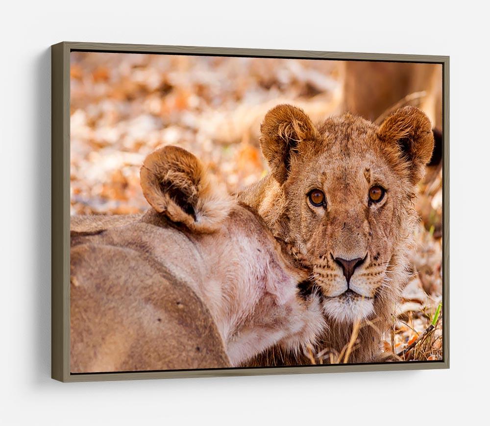 Lion cub and mother HD Metal Print - Canvas Art Rocks - 10