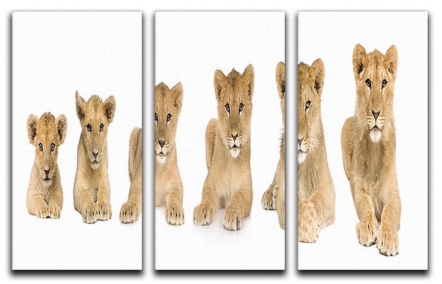 Lion cub growing 3 Split Panel Canvas Print - Canvas Art Rocks - 1