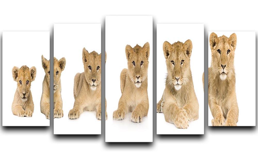 Lion cub growing 5 Split Panel Canvas - Canvas Art Rocks - 1