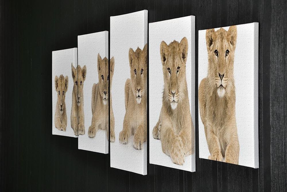 Lion cub growing 5 Split Panel Canvas - Canvas Art Rocks - 2
