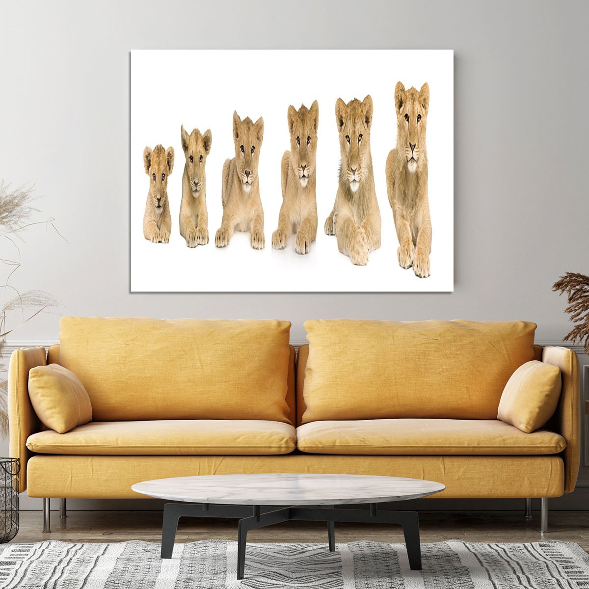 Lion cub growing Canvas Print or Poster