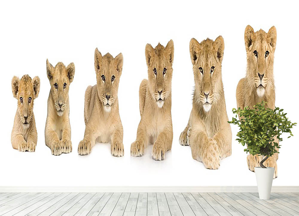 Lion cub growing Wall Mural Wallpaper - Canvas Art Rocks - 4