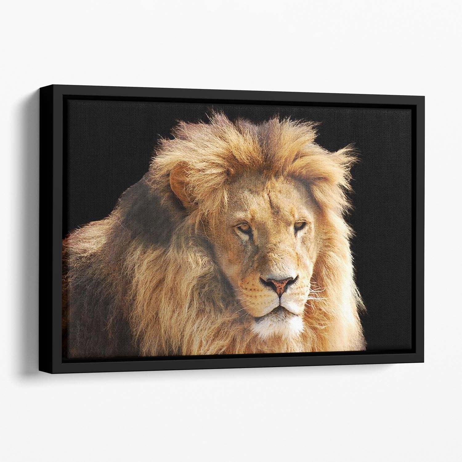 Lion head Floating Framed Canvas - Canvas Art Rocks - 1
