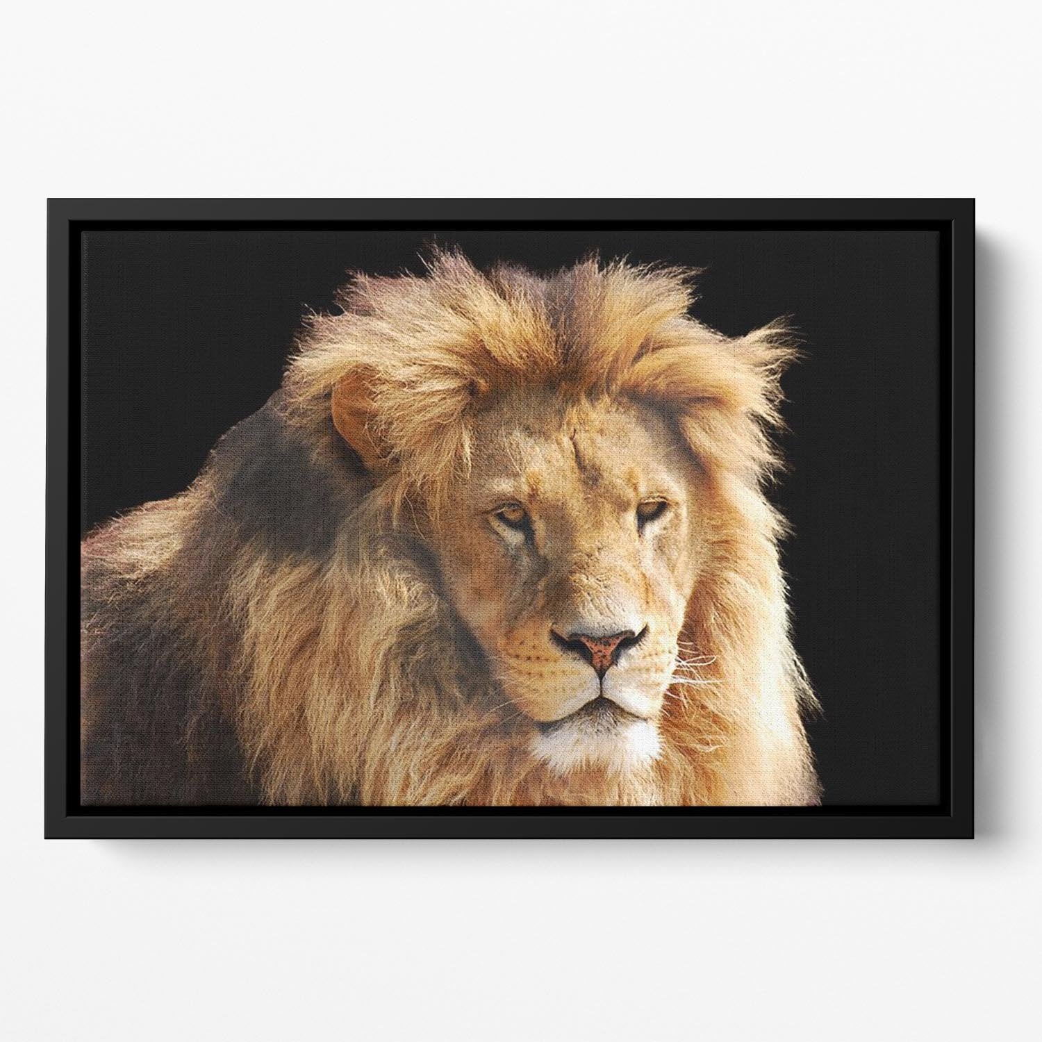 Lion head Floating Framed Canvas - Canvas Art Rocks - 2