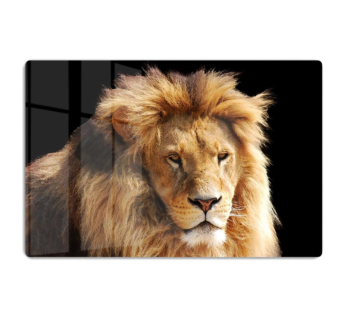 Lion head HD Metal Print - Canvas Art Rocks - 1