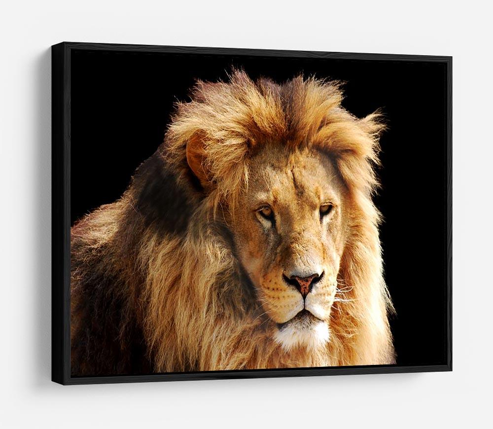 Lion head HD Metal Print - Canvas Art Rocks - 6