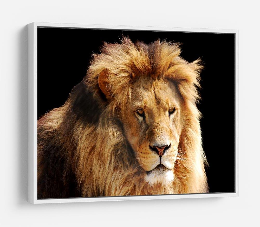 Lion head HD Metal Print - Canvas Art Rocks - 7